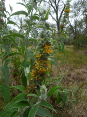 Buddleja stachyoides