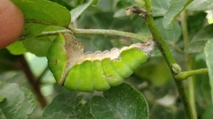 Papilio polytes romulus