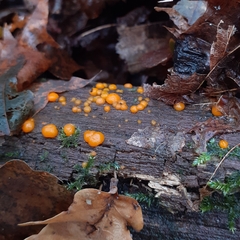 Dacrymyces stillatus