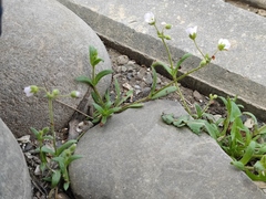Holosteum glutinosum
