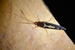 Polyplectropus