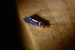 Polyplectropus