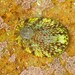 Helcion pruinosus - Photo (c) Kobus Lubbe,  זכויות יוצרים חלקיות (CC BY-NC), הועלה על ידי Kobus Lubbe