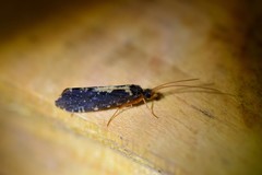 Polyplectropus