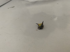 Macracantha hasselti