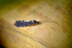 Polyplectropus