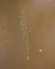 Characiformes