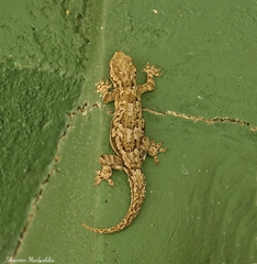 Hemidactylus leschenaultii