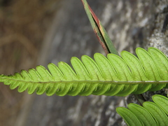 Pteris minor