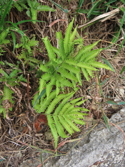 Pteris minor