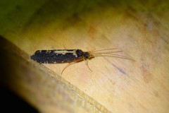 Polyplectropus