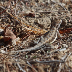 Callisaurus draconoides