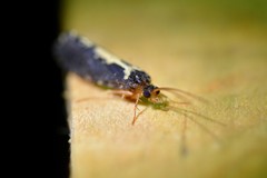 Polyplectropus