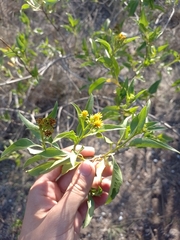 Flourensia thurifera