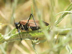Scaphura elegans