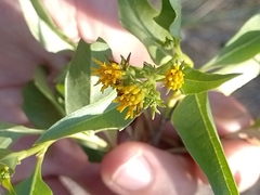 Flourensia thurifera