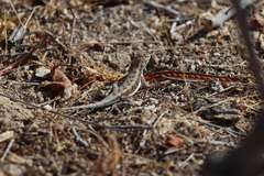 Callisaurus draconoides