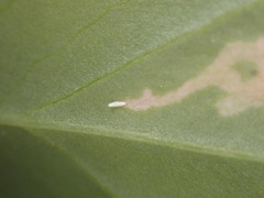 Parallelomma vittatum