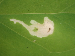Parallelomma vittatum