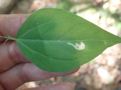 Parallelomma vittatum