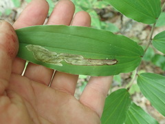 Synchysa tricincta