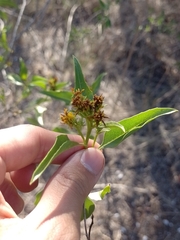 Flourensia thurifera
