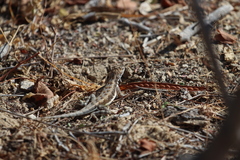 Callisaurus draconoides