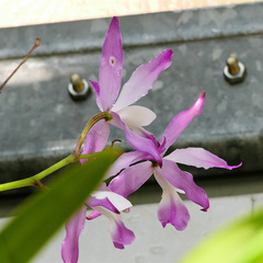 Laelia autumnalis