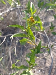 Flourensia thurifera