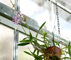 Laelia autumnalis