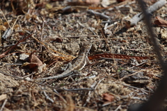 Callisaurus draconoides