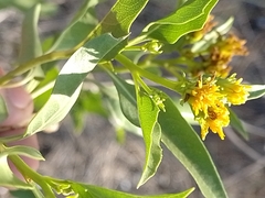 Flourensia thurifera