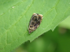 Olethreutes astrologana