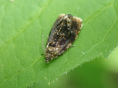 Olethreutes astrologana