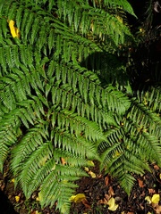 Lophosoria quadripinnata