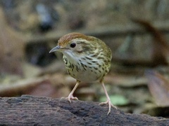 Pellorneum ruficeps
