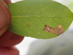 Stigmella salicis