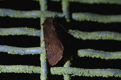 Austramathes purpurea