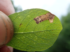 Stigmella salicis