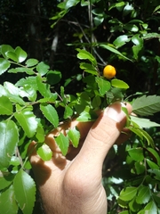 Maytenus dasyclados