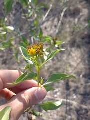 Flourensia thurifera