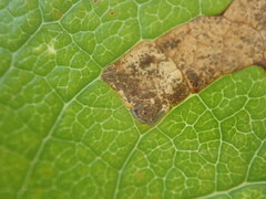 Stigmella salicis