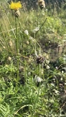 Allium oleraceum