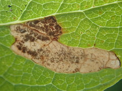 Stigmella salicis