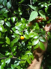 Maytenus dasyclados