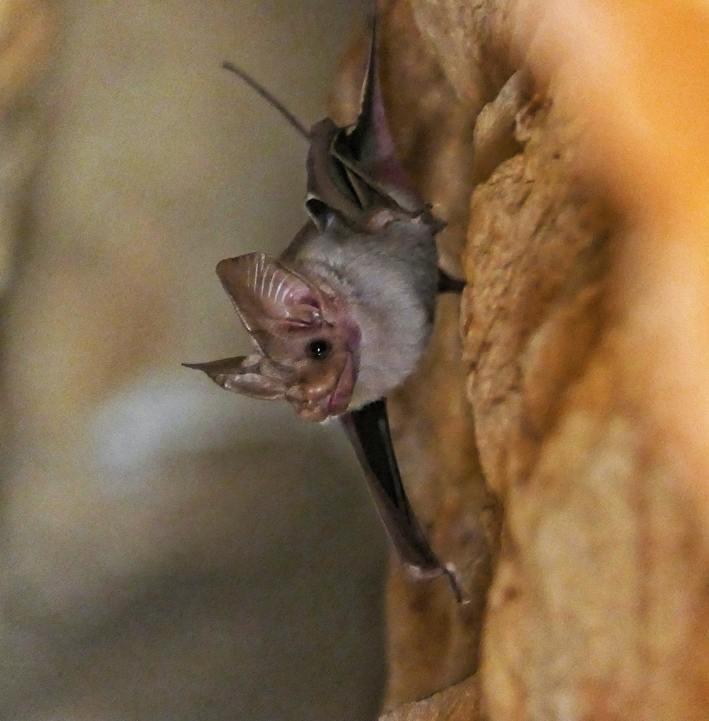 Mouse-tailed Bats