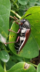Sternocera chrysis