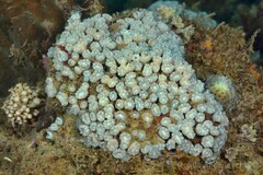Caulastraea furcata
