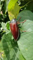 Sternocera chrysis