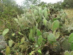 Opuntia lasiacantha